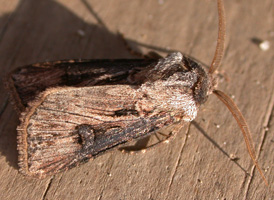 Venerable Dart
